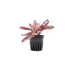 Crypt Pink Flamingo/Pink Panther Live Plant