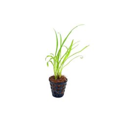 Crypt Retrospiralis Live Plant