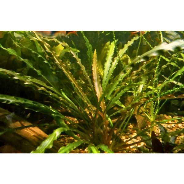 Crypt Retrospiralis Bronze Live Plant - Image 2