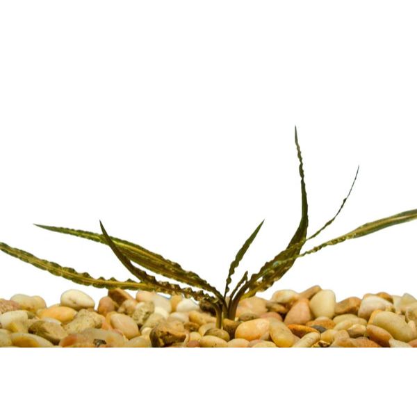 Crypt Retrospiralis Bronze Live Plant