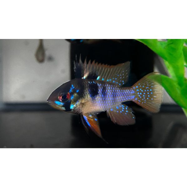 Dark Knight Ram Dwarf Cichlid