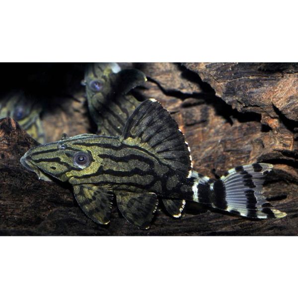 Dull Eye Royal Pleco