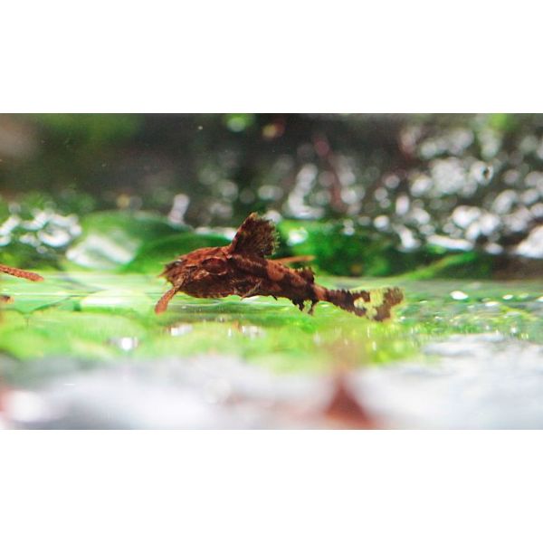 Dwarf Anchor Catfish