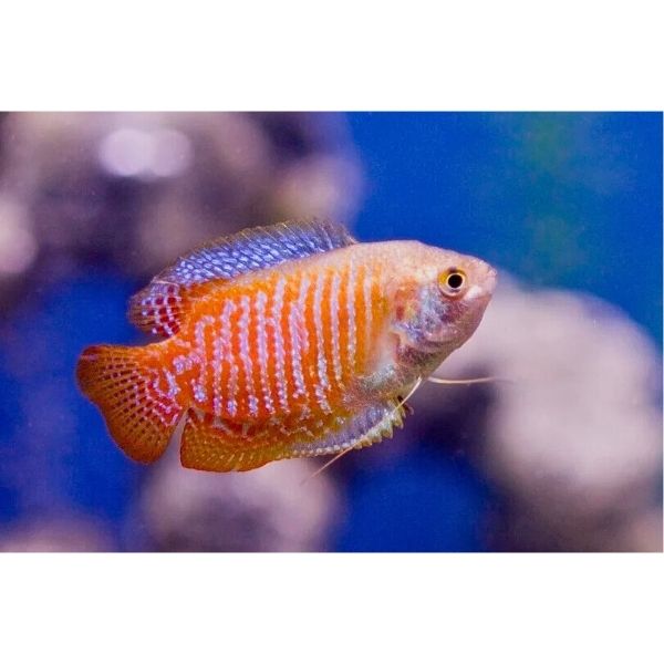 Dwarf Gourami Male