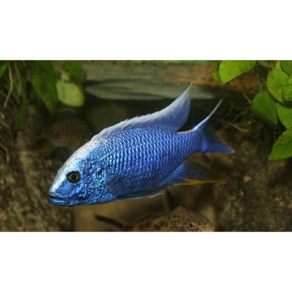 Electric Blue Hap/Fryeri Rift Lake Cichlid