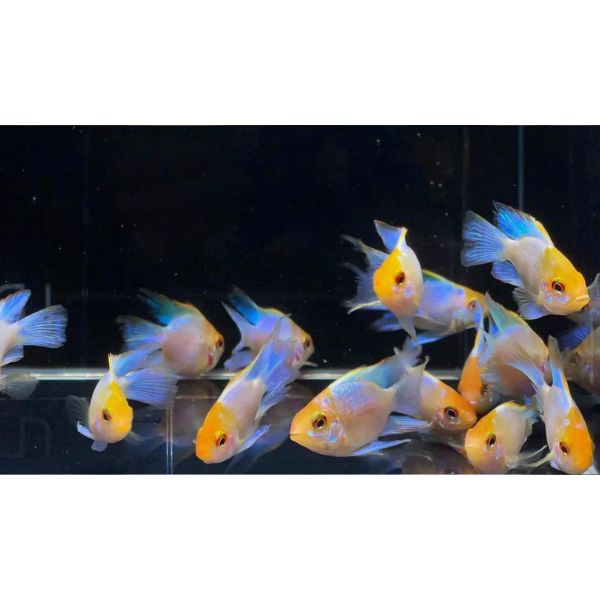 Balloon Gold Head Electric Blue Ram Dwarf Cichlid