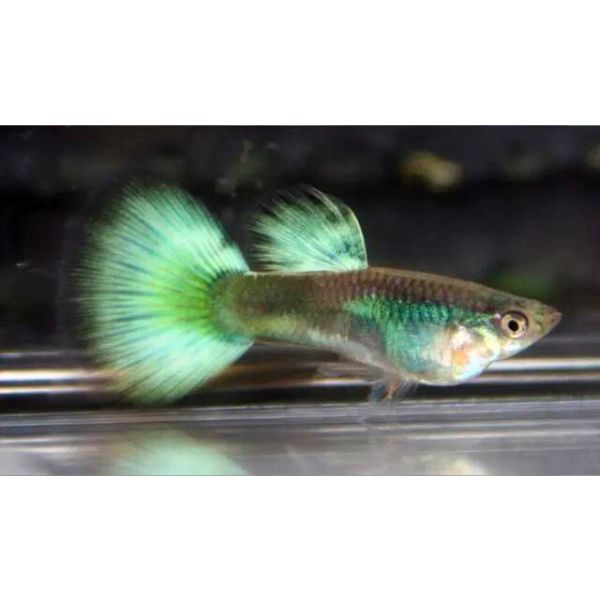 Green Diamond Guppy Male Livebearer