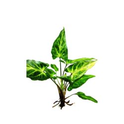 Green Stardust Terrarium Live Plant