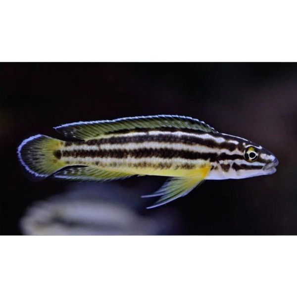 Regan's Julidochromis Rift Lake Cichlid