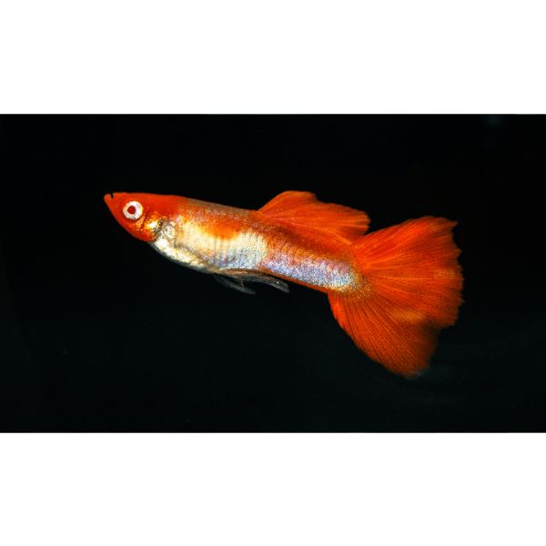 Kohaku Koi Guppy Male Livebearer