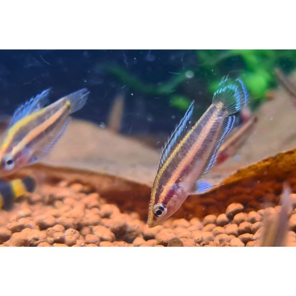 Kuantan Licorice Gourami