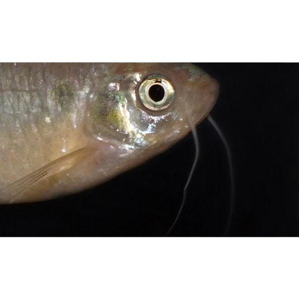 Moustached Danio - Image 2