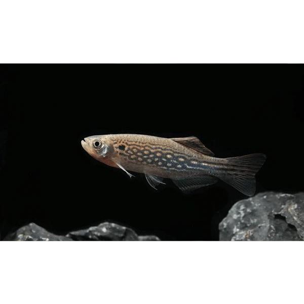 Moustached Danio