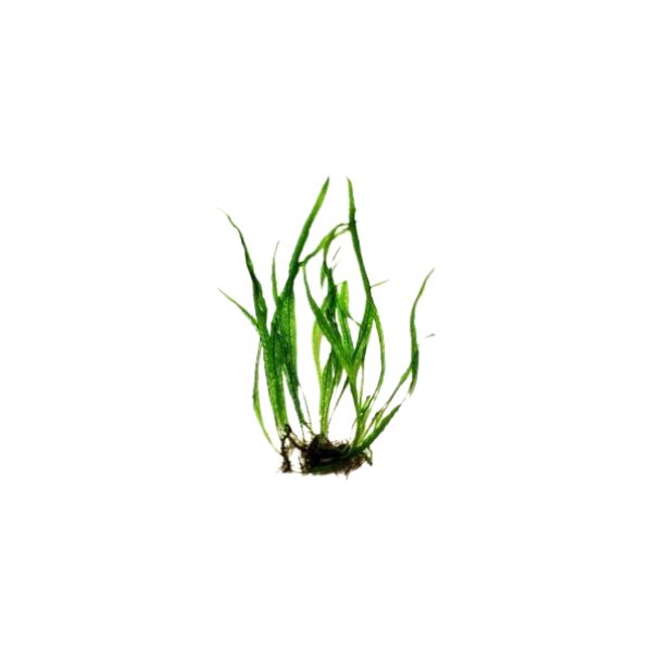 Needle/Narrow Leaf Java Fern Live Plant