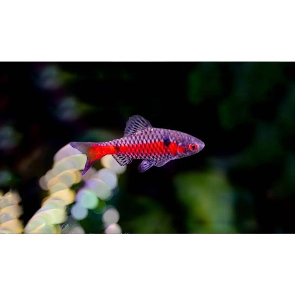 Odessa Barb