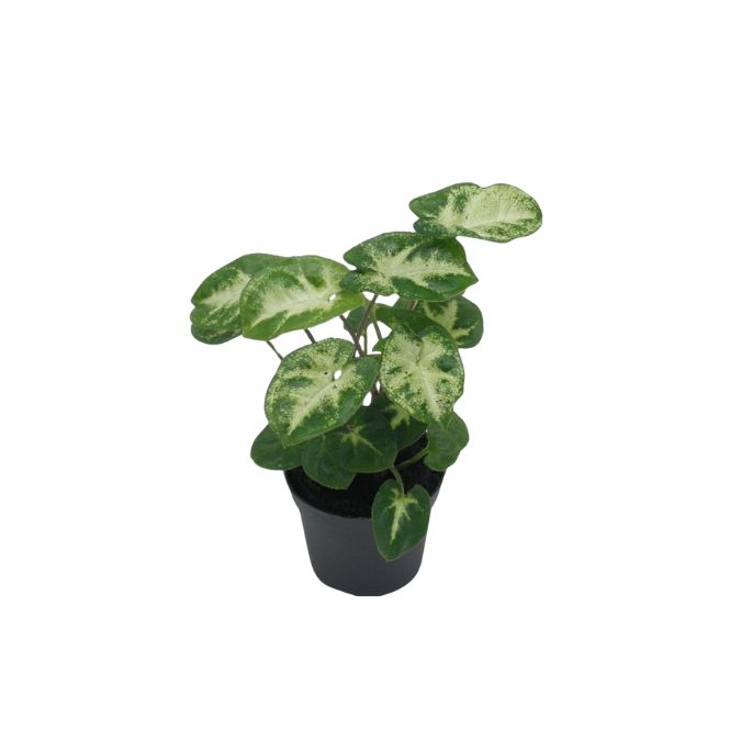 Pixie Green Variegated Stardust Terrarium Live Plant
