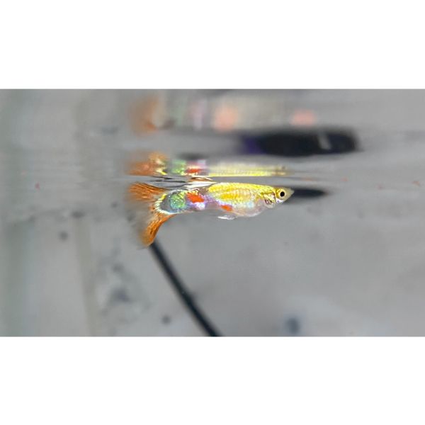 Platinum Flora Guppy Male Livebearer