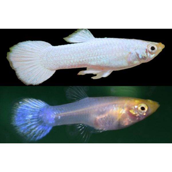 Platinum White Guppy Pair Livebearer