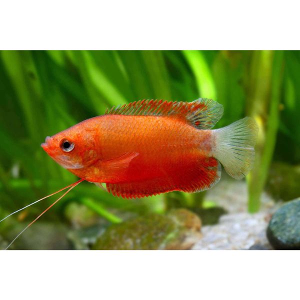 Red Robin Thicklip Gourami