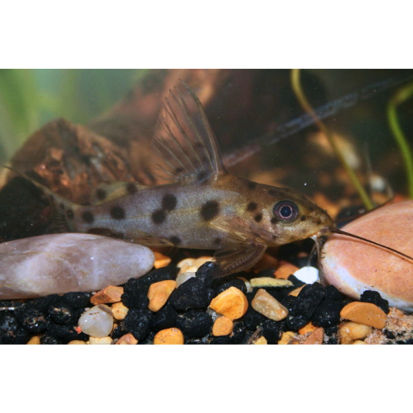Synodontis Ocellifer (Wild Caught)