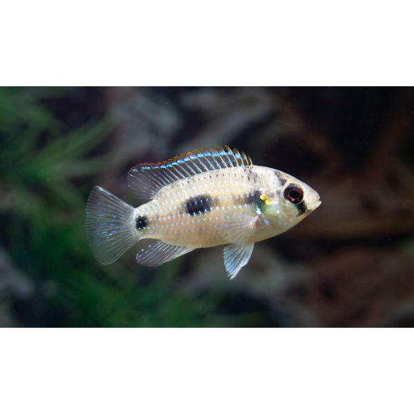 African Butterfly (Thomasi) Cichlid