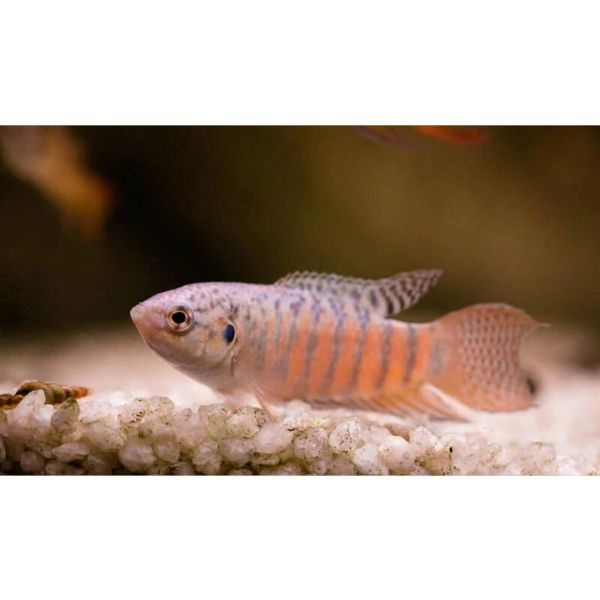 Tiger Paradise Fish
