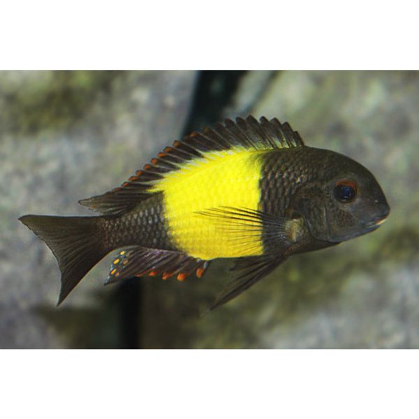 Tropheus Moorii 'Ikola' Rift Lake Cichlid