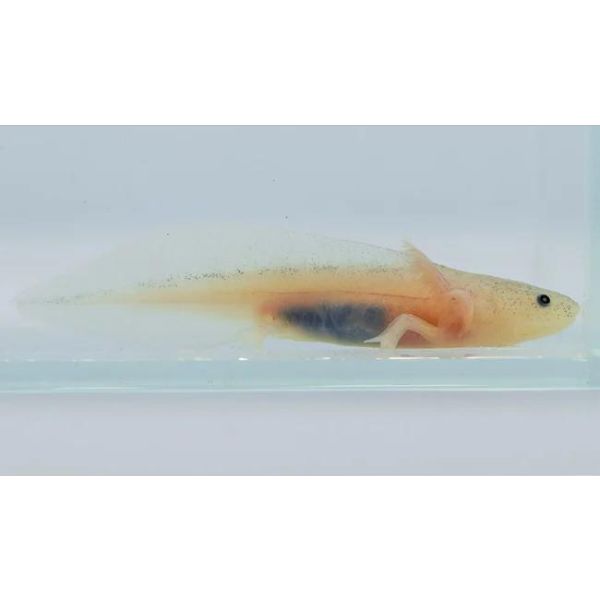 White Axolotl XS