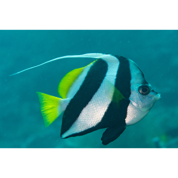 Longfin Schooling Bannerfish