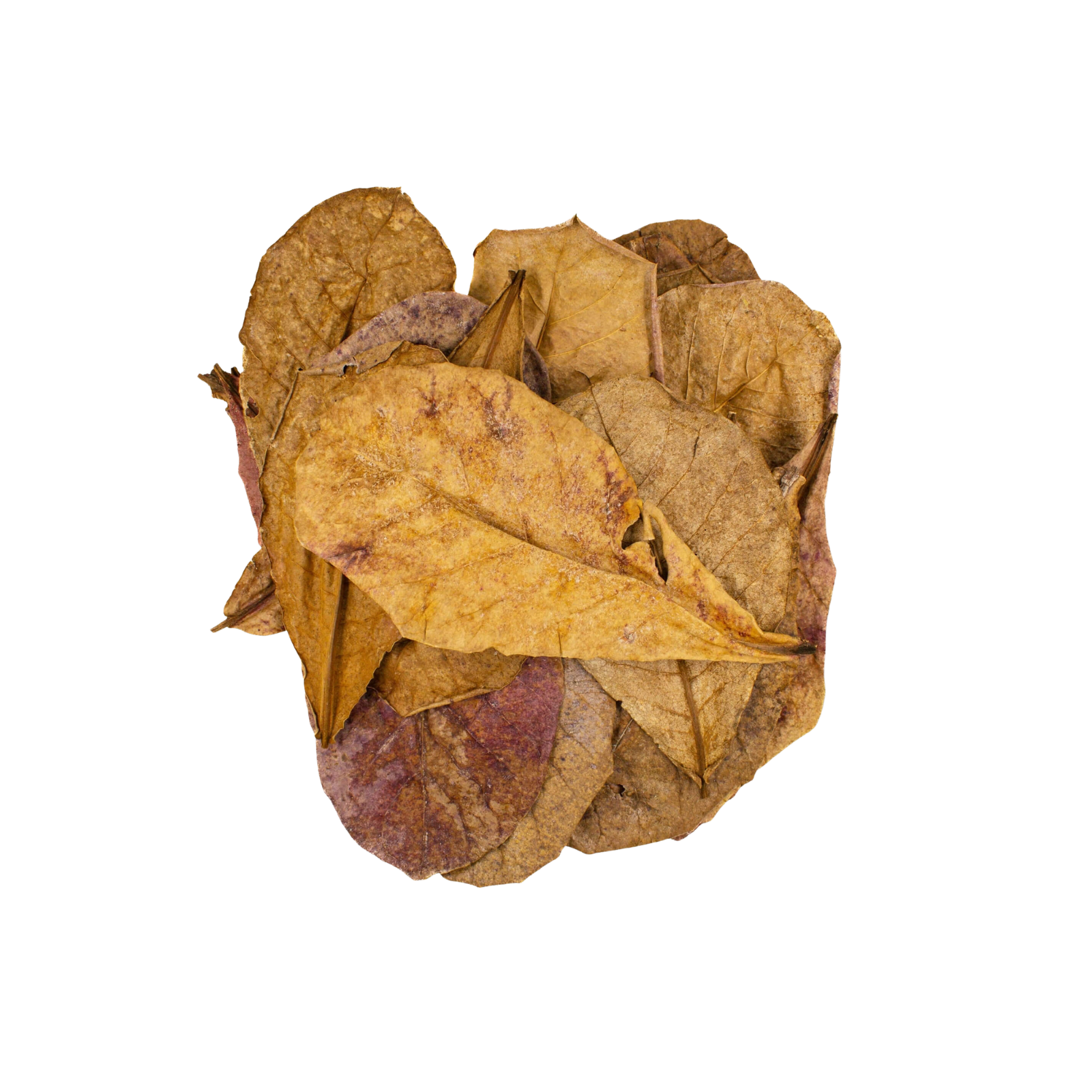 Indian Almond Leaves 10-18cm 10 Pack