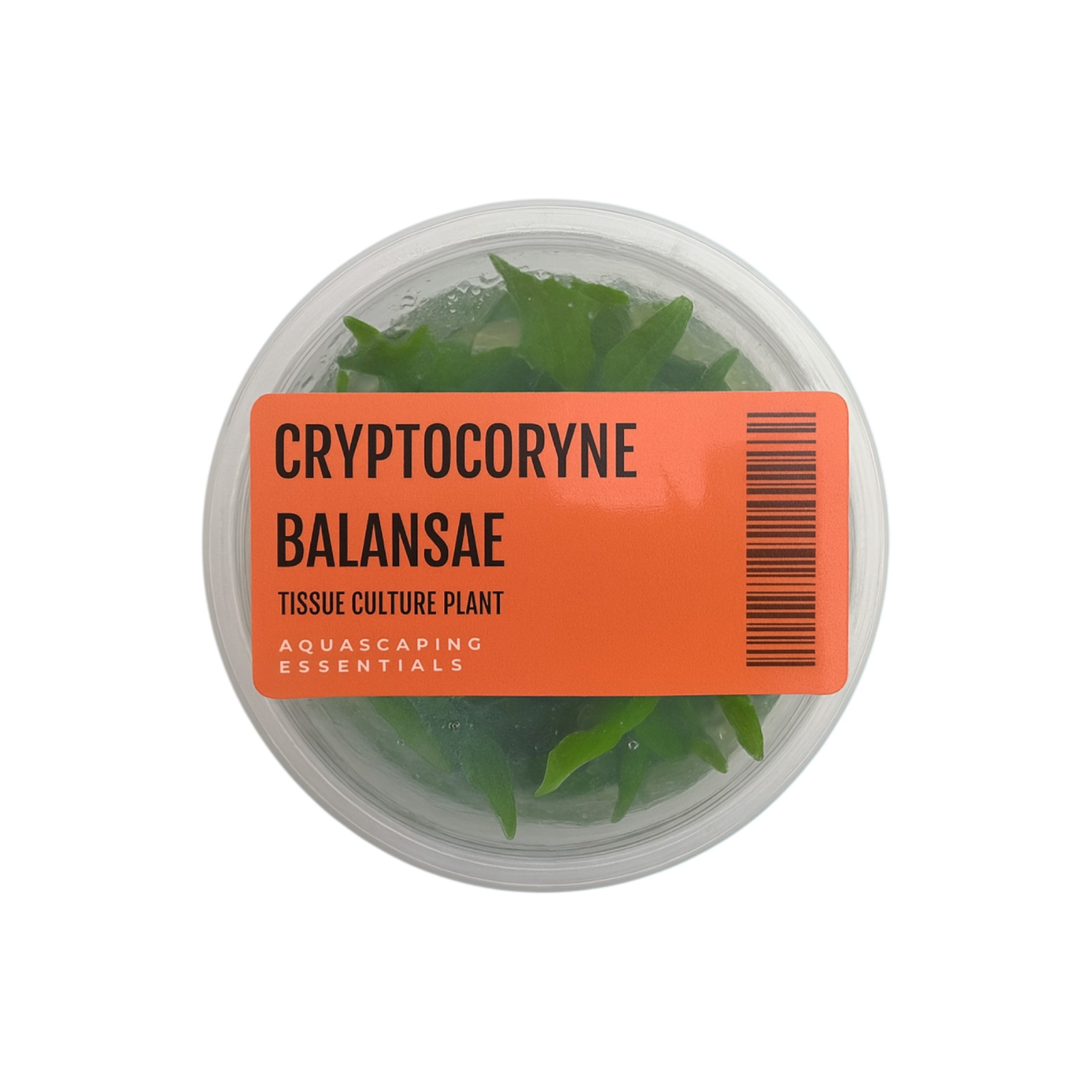 Tissue Culture - Cryptocoryne Balansae