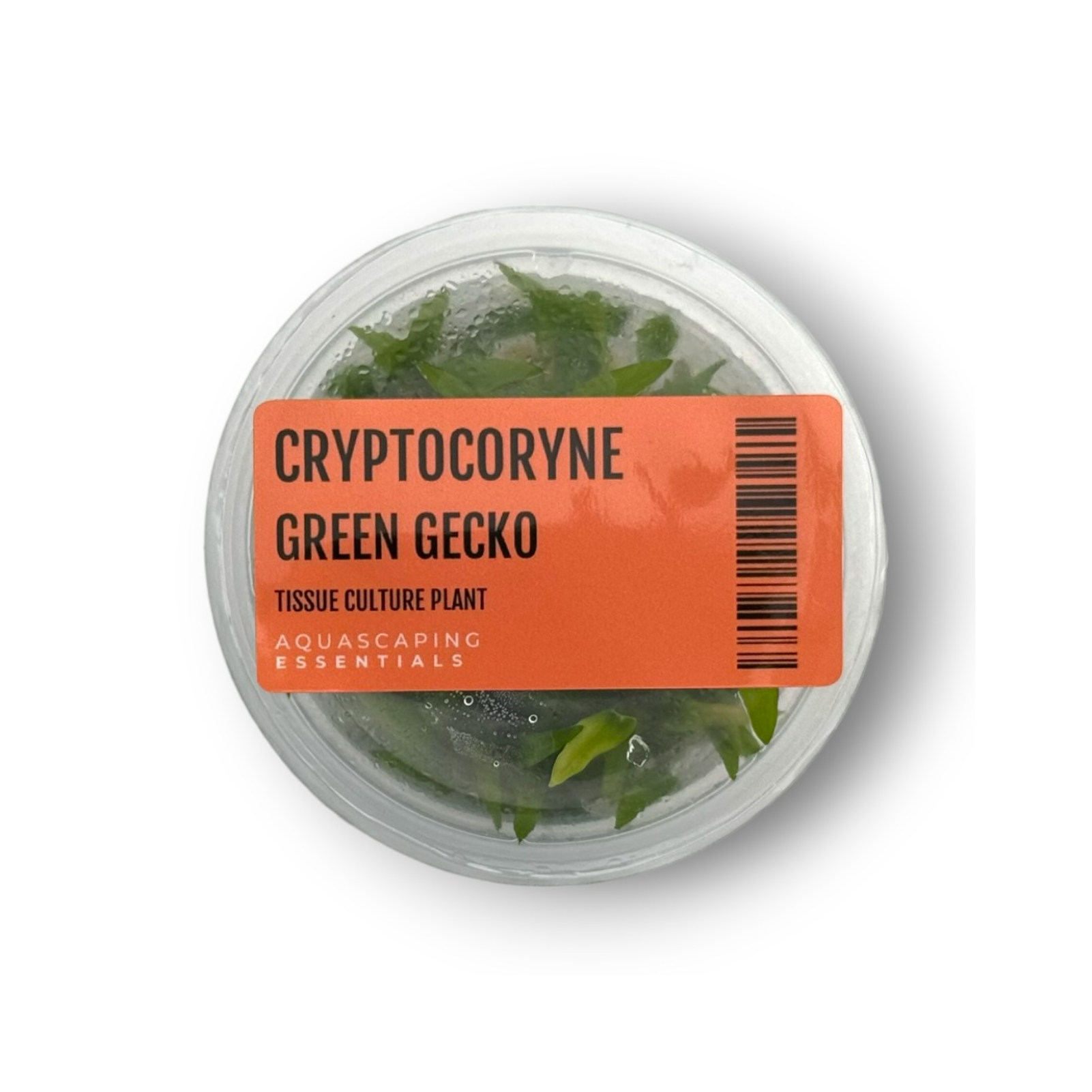 Tissue Culture - Cryptocoryne Green Gecko