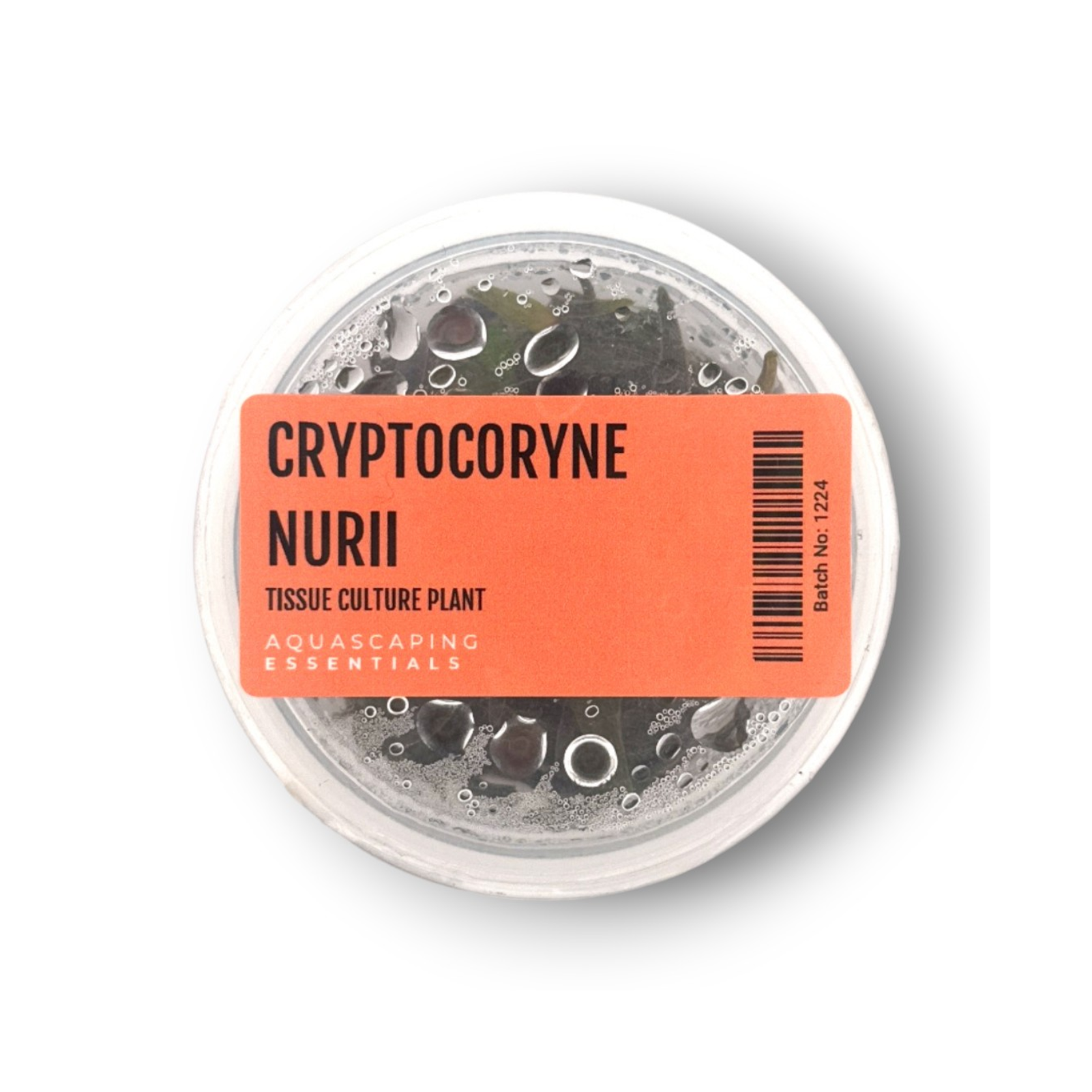 Tissue Culture - Cryptocoryne nurii Live Plant