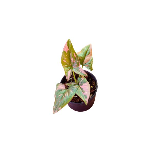 Pink Speckled Stardust Terrarium Live Plant