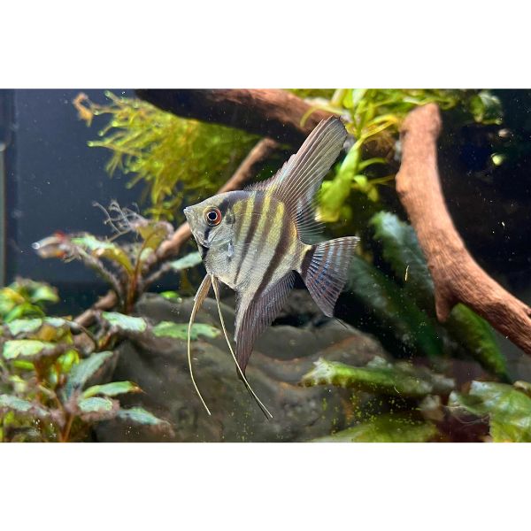 Angelfish Dantum