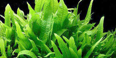 Aquatic Plants Mt Roskill Store