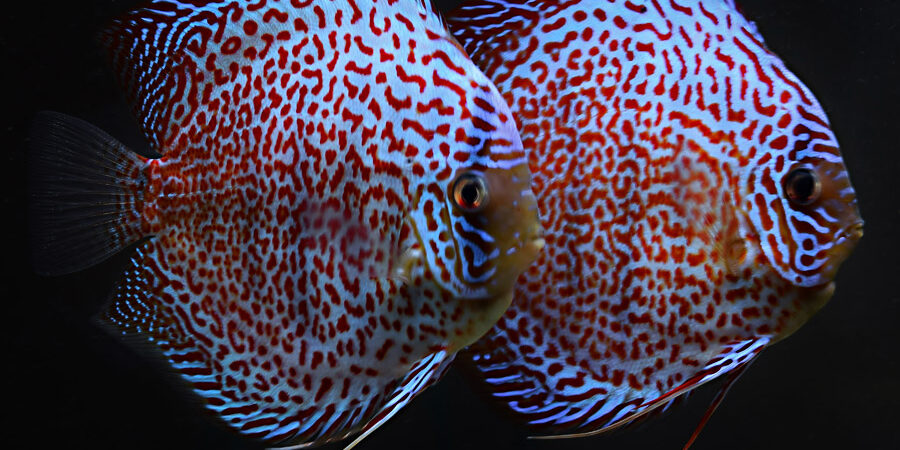 Freshwater Tropical Live Stock Mt Roskill