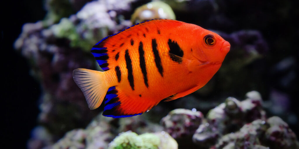 Marine Livestock Mt Roskill Store